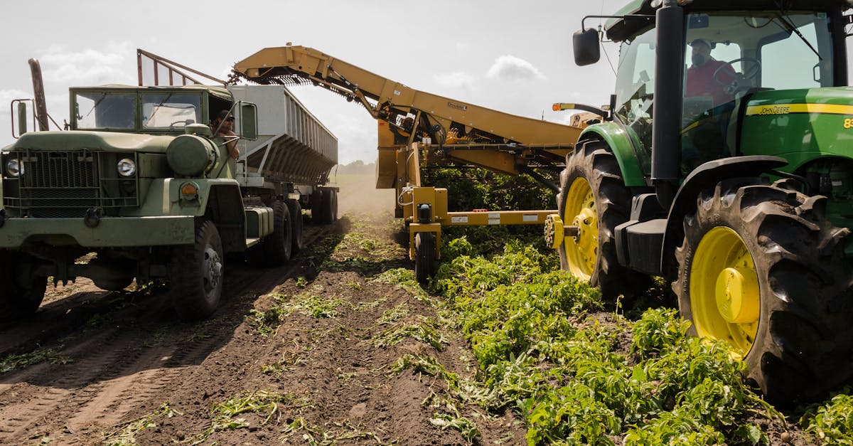 A tractor and truck collaborate in harvesting crops on a sunny farm field.