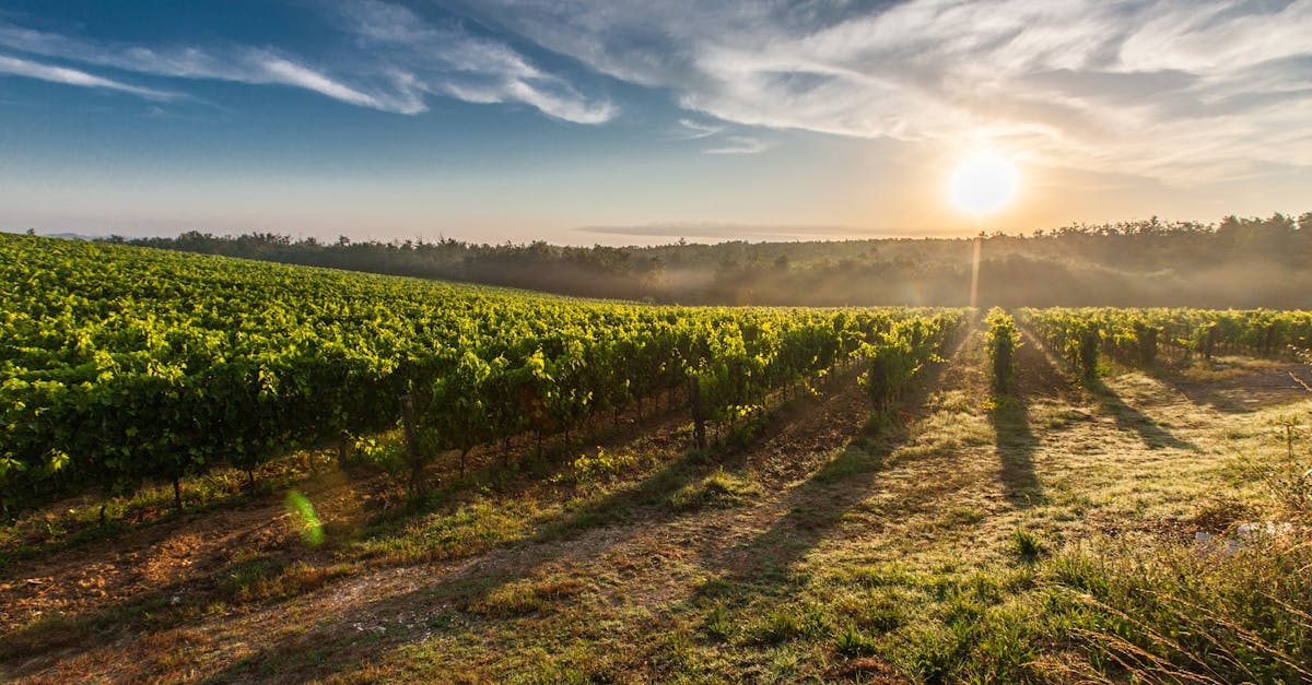 A breathtaking view of a vineyard in Tuscany with the sun rising, casting long shadows.